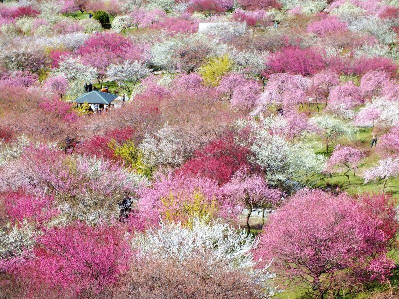 "Plum Grove of Inabe-Shi Agricultual Park" where the colorful plums spread like a patchwork carpet before your eyes.
