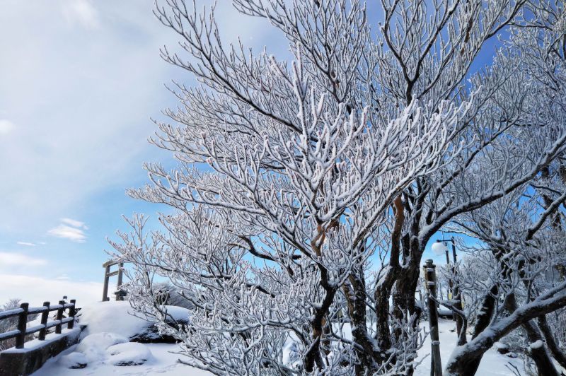 冬天有浪漫樹冰，深秋有滿山楓紅！四季景色千變萬化的雲上美境「御在所纜車」＋「御在所山上公園」。