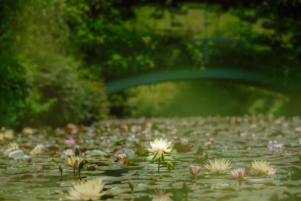 Monet's water lily pond