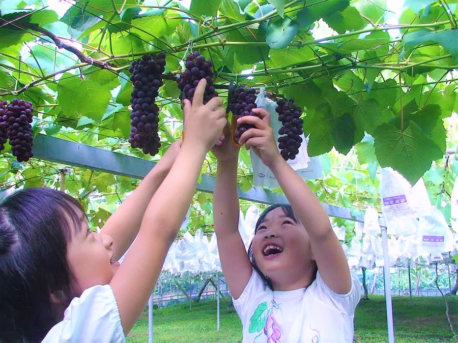 Shorenji Lake Tourist Village  Grape & Strawberry Picking