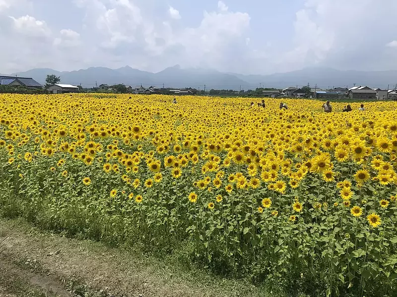 Sunflower field at Maruho Farm