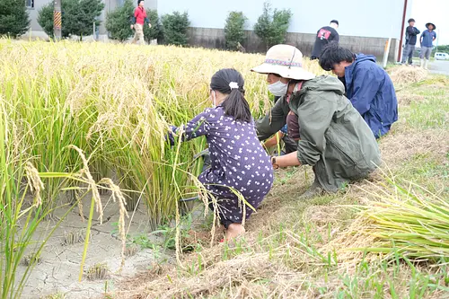 Sake “Shinto no Prayer” Harvest Festival ~Sake rice harvesting experience~
