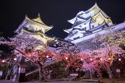 Château d'Iga Ueno et fleurs de cerisier