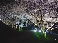 Ruines du château de Tamaru / Illumination des fleurs de cerisier