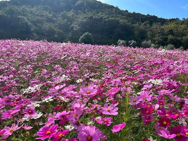 志摩市観光農園のコスモス