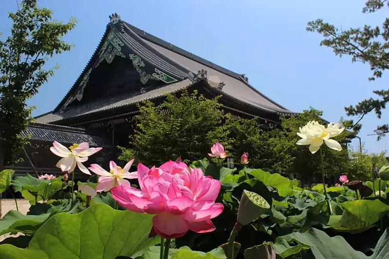 Takada Honzan Senshuji Temple Lotus