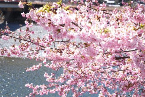 河津桜