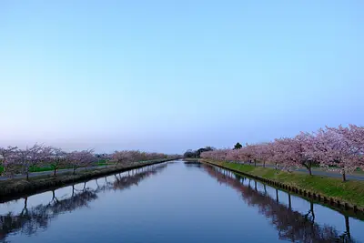 笠松河津桜（4）