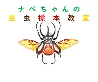 Escuela de Naturaleza Gosho “Aula de especímenes de insectos de Nabe-chan”