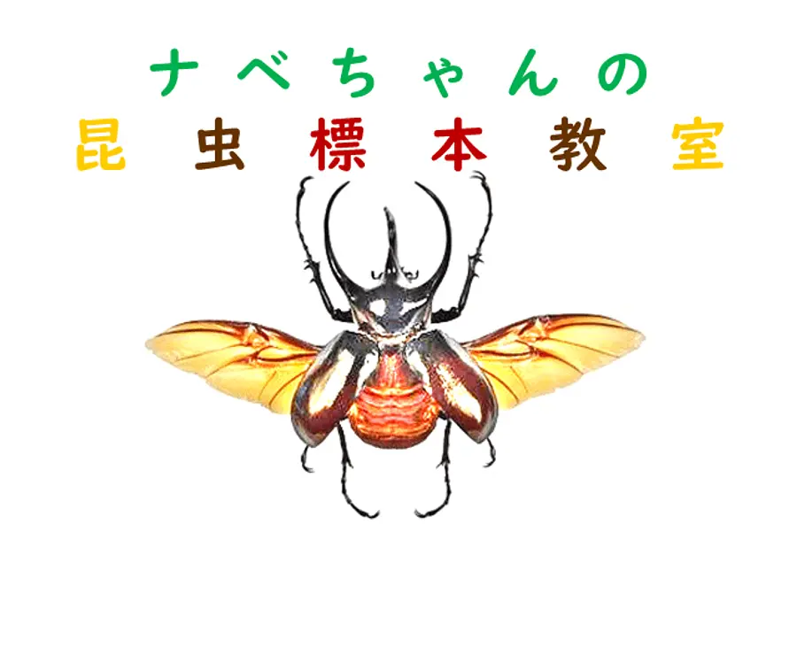 ございしょ自然学校”ナベちゃんの昆虫標本教室”