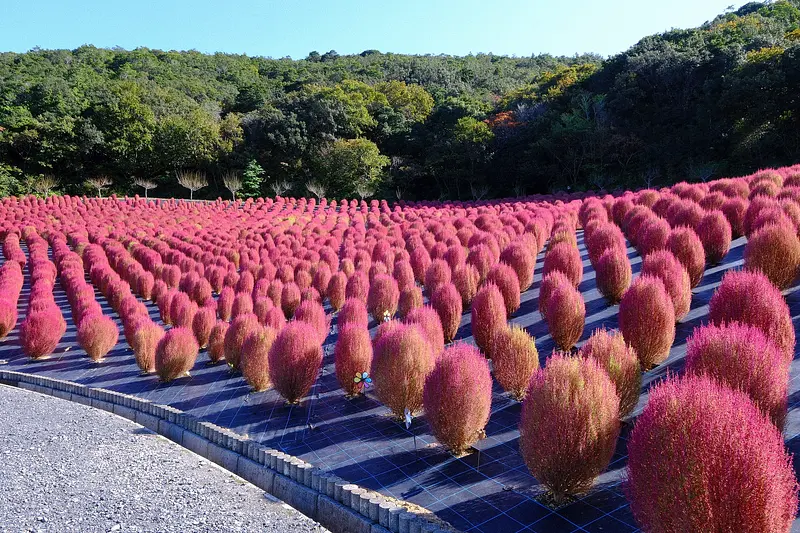 志摩市観光農園のコキア