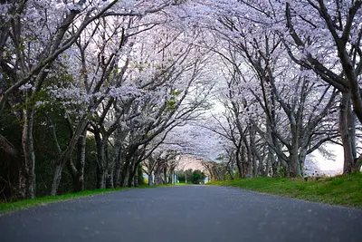 津北神山桜並木（2）