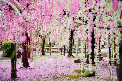 Fleurs de prunier pleureurs au sanctuaire Yuki