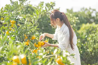 【三重みかん狩り2選】アクセス便利！三重県の真ん中・津＆多気で秋の味覚「みかん狩り」