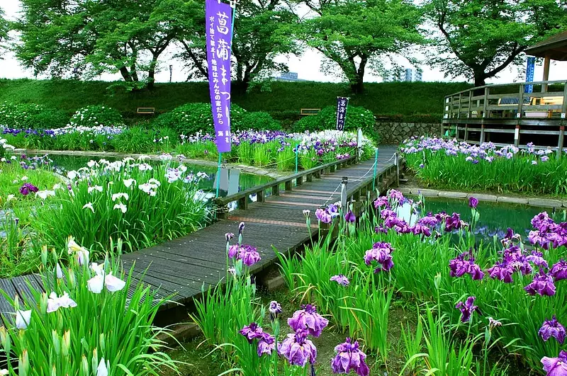 Horikawa Iris Garden
