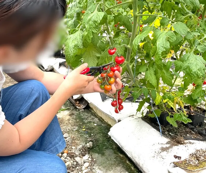 採摘番茄的樂趣
