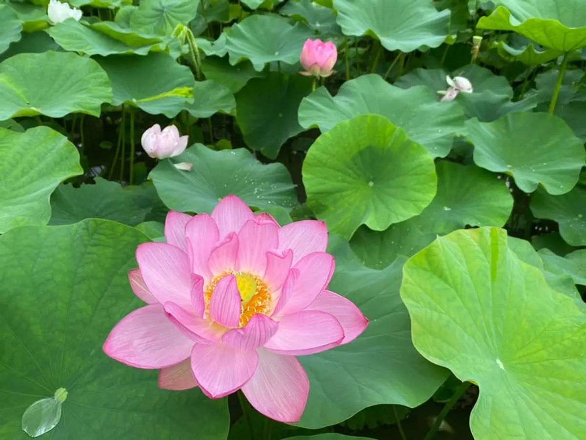 Célèbres sites de lotus dans la préfecture de Mie