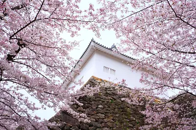 亀山城の桜（4）