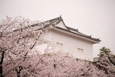 亀山城の桜（1）