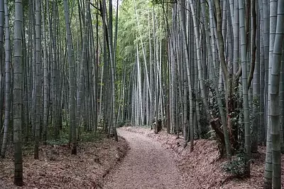 Dossier spécial sur les forêts de bambous de la préfecture de Mie : Présentation des belles et de bon goût des forêts de bambous de Mie !