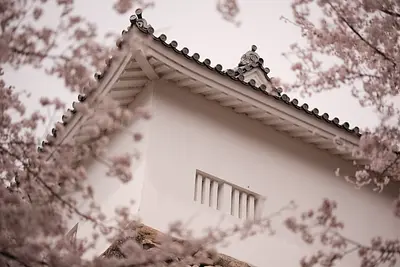 亀山城の桜（2）