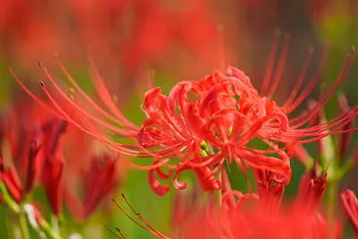 Special feature on Mie Prefecture's famous red spider lilies. We'll introduce you to the sights of bright red red spider lilies that you'll want to visit in autumn!