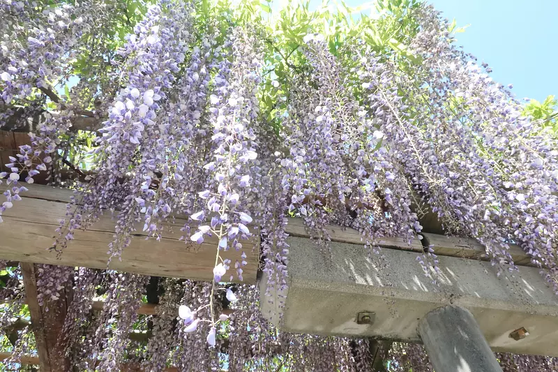 Glycine dans les ruines du château de Matsuzaka