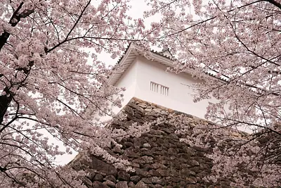 亀山城の桜（3）