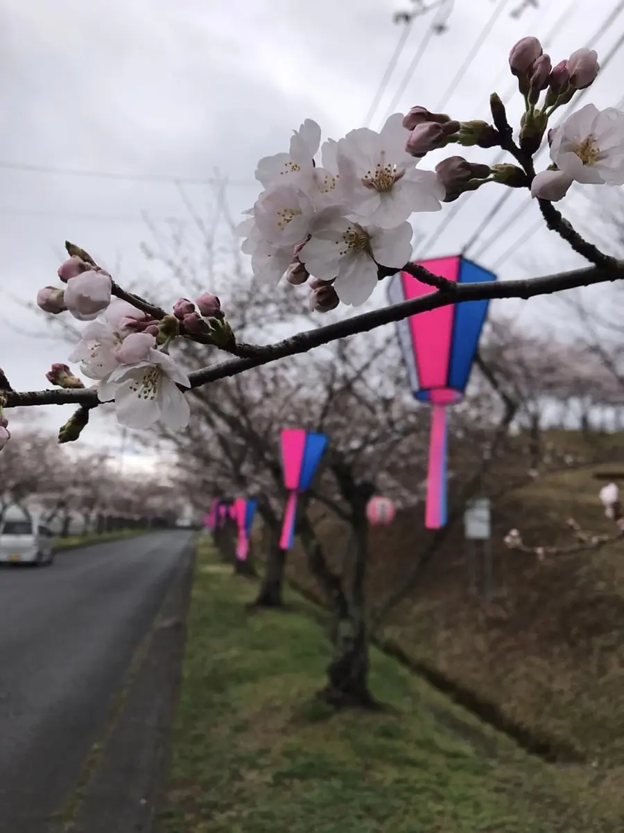 名張桜まつり　