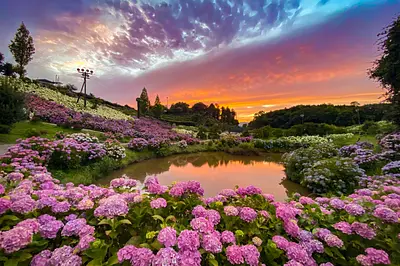 À voir! Les plus beaux du Japon⁉ Nous vous présenterons les célèbres sites d&#39;hortensias et les endroits recommandés à visiter en famille ♪ [Hokusei/Nakasei]