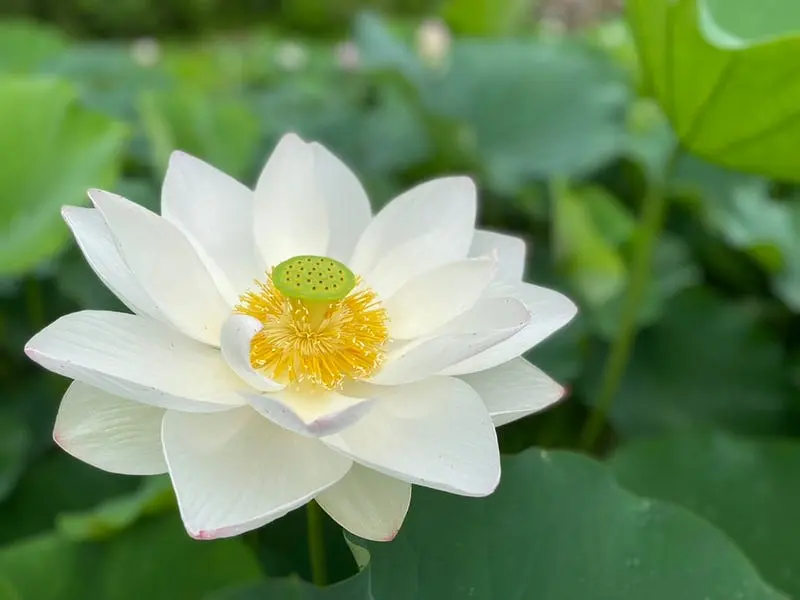 Présentation d'une sélection de lieux d'observation des lotus dans la préfecture de Mie !
