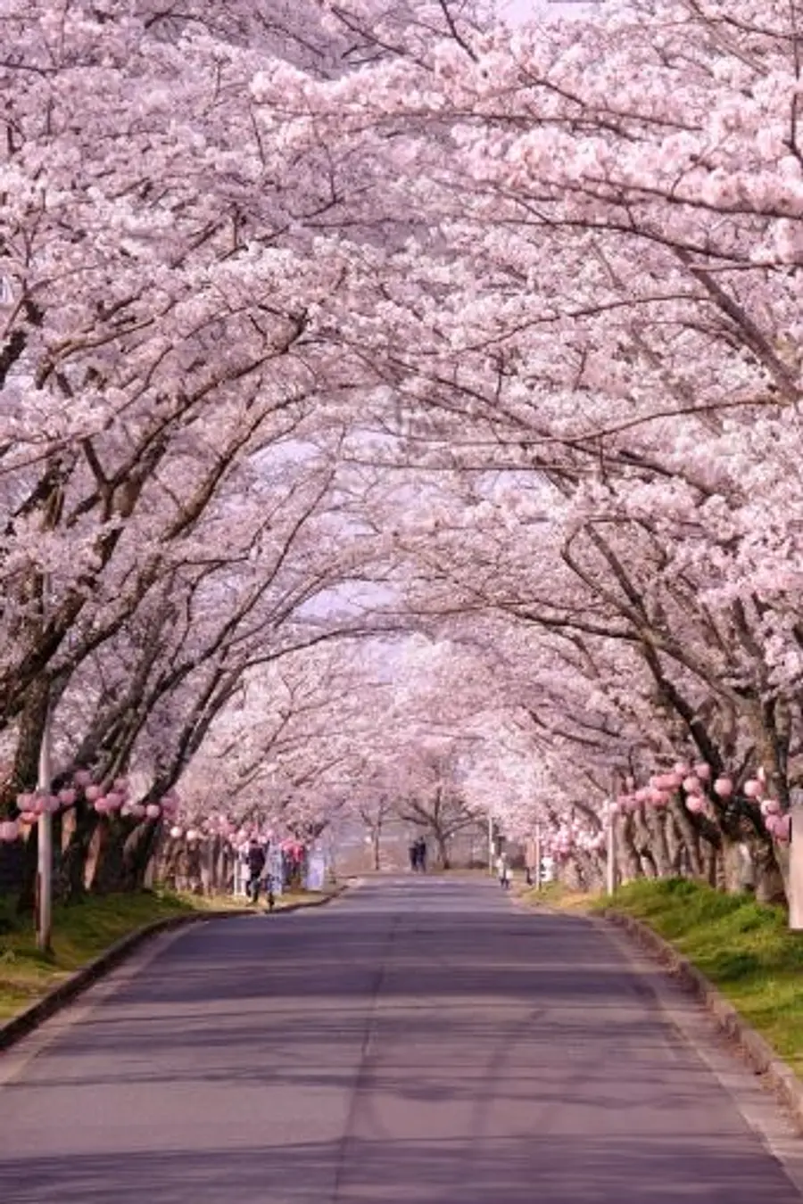 名張桜まつり　