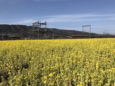 名張市 矢川の線路沿いの菜の花