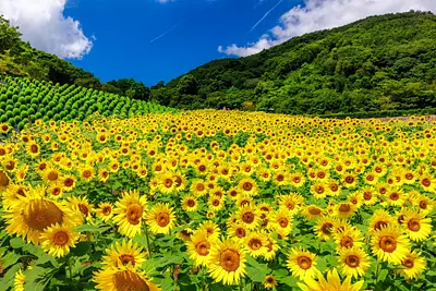 Famous sunflower spots in Mie Prefecture