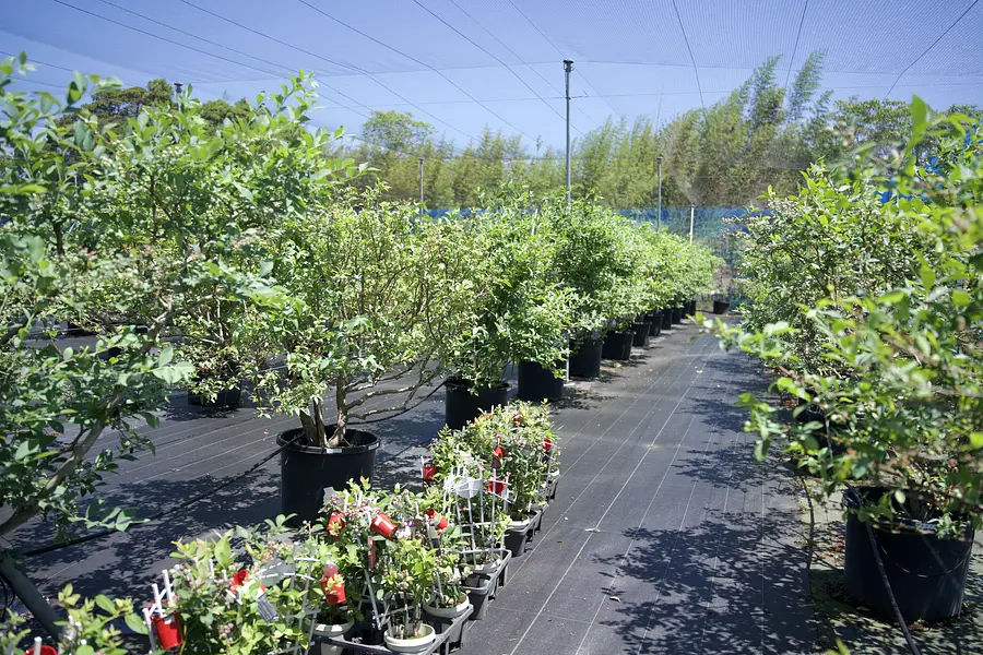 赤冢藍莓花園