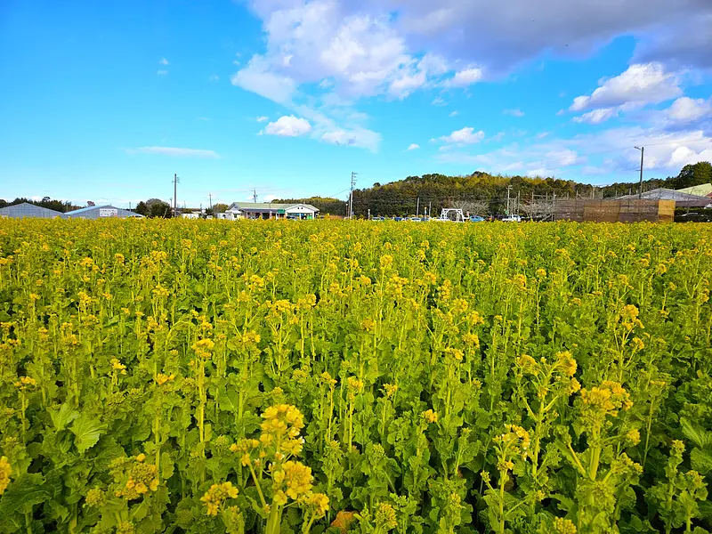 アスピア玉城の菜の花