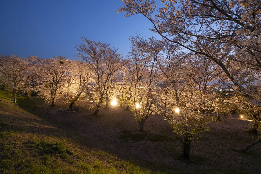 宮川堤の桜のライトアップ