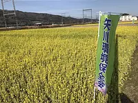 名張市矢川の線路沿いの菜の花