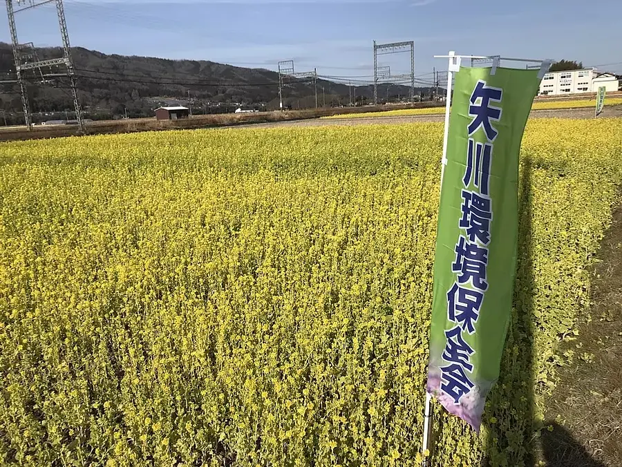 名張市矢川の線路沿いの菜の花