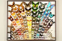 Diversidad de colores y formas de mariposas.