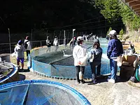 大台町生物調査員養成講座　「アマゴの繁殖行動観察と養殖場見学」