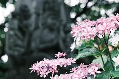 ดอกไฮเดรนเยียที่วัดไดจิจิ (1)