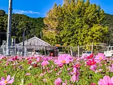 Nagoyaka Flower Garden (Itabuchi Farm)