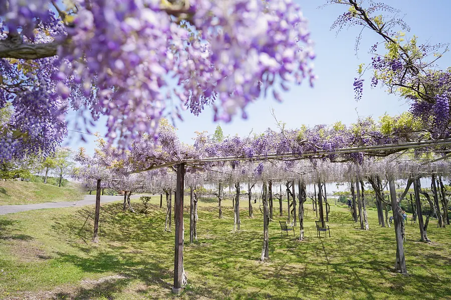 wisteria trellis