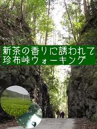 [J'accepte maintenant les participants ! ] Marcher le long du Chinbu Pass, guidé par le parfum du thé frais