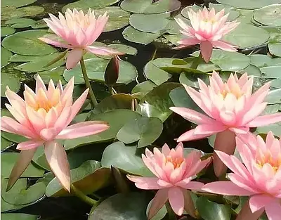 [Flower information] BellFarm water lily