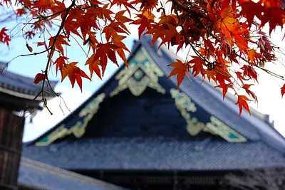 Hojas de otoño en SENJUJITemplo PrincipaldeLaEscuela ShinshuTakada (9)