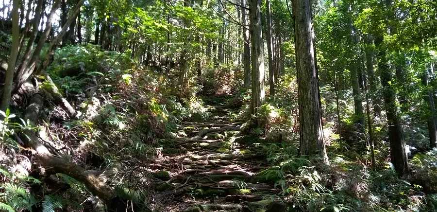 木の根道