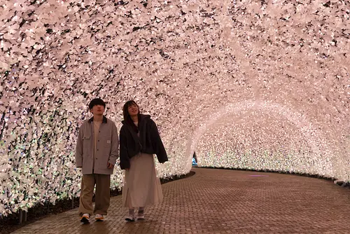 Have a moving experience with the miraculous view of Nabananosato Illumination!