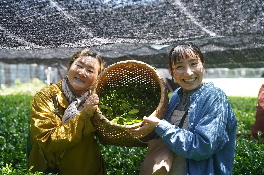 いなべ石榑茶 茶摘み体験 2025